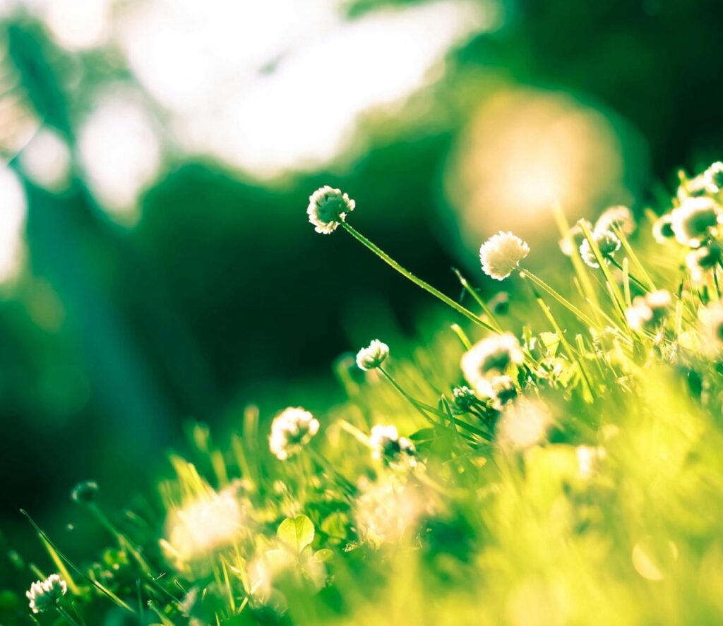 The Best Supplements for Hay Fever Relief and Allergy Management-Thumb