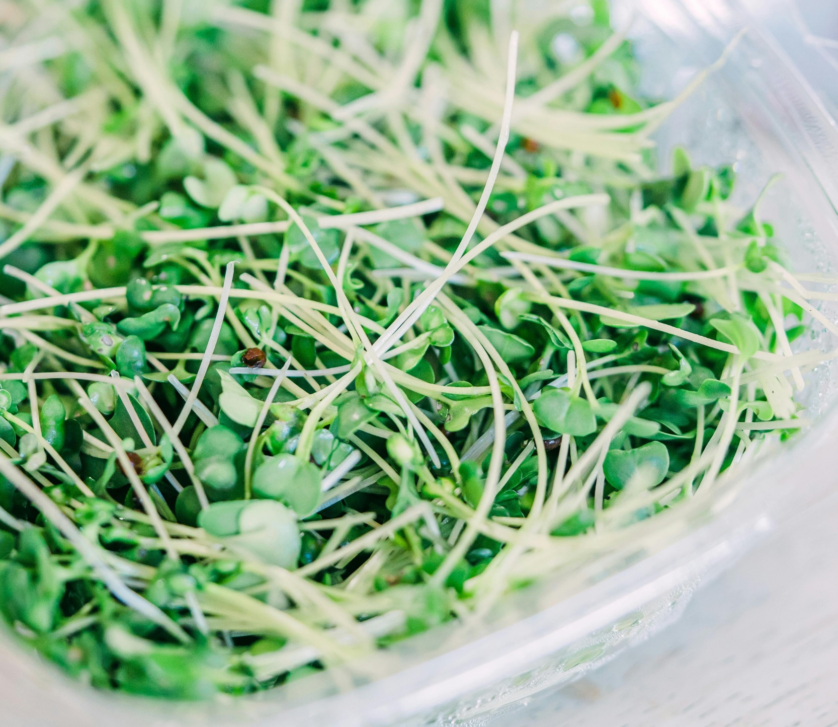 Sulforaphane Blog Phytcoeutics Thumb- image